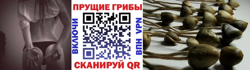 Купить  Бабушкин  Галлюциногенные грибы ЛСД 